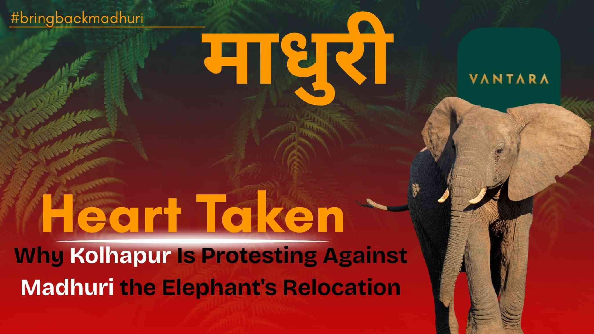 Villagers protesting in Kolhapur during the Madhuri elephant protest.
